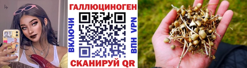 Галлюциногенные грибы Psilocybe  Камызяк 